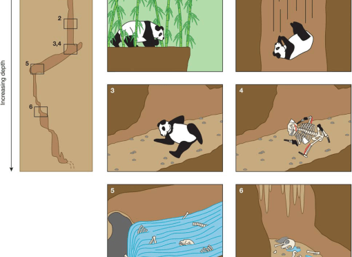 Taphonomy: Wednesday, August 28, 2019